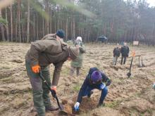 Sprout Europe sadzi las na terenie Nadleśnictwa Mieszkowice