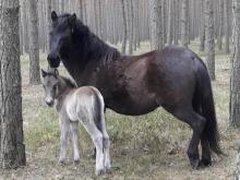 Konik polski w Nadleśnictwie Kliniska