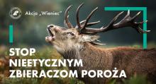 Stop nieetycznym zbieraczom poroża