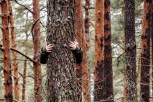 Rusza ogólnopolska kampania „Łączą nas drzewa”