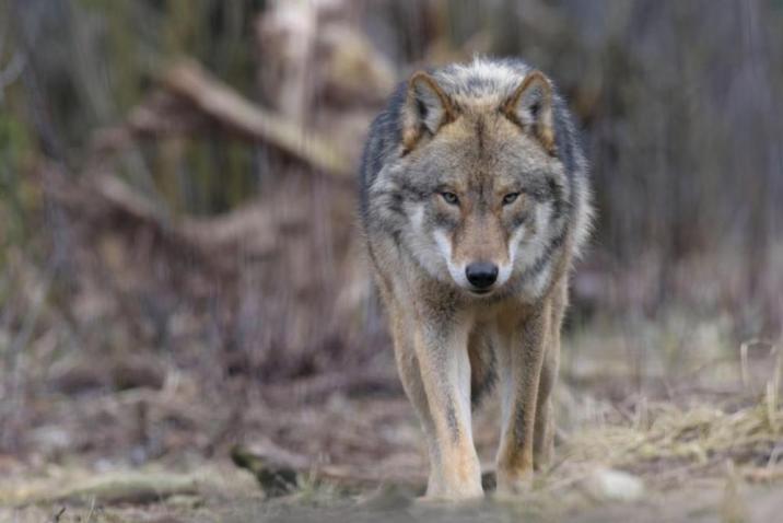 Wilk&#x20;w&#x20;naturalny&#x20;środowisku&#x2e;&#x20;Fot&#x2e;&#x20;Przemysław&#x20;Wójcik