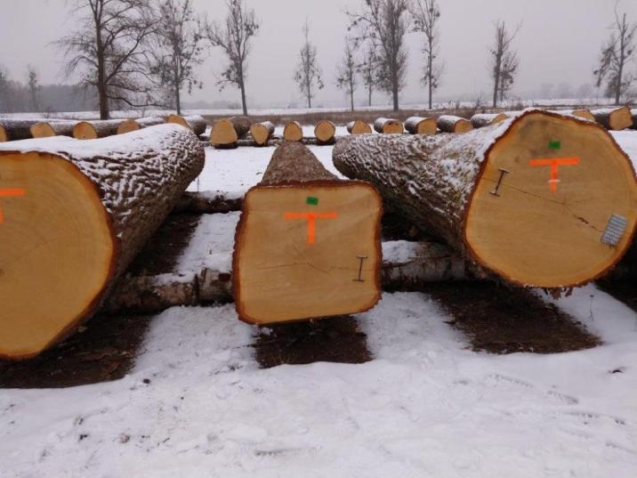 Zdjęcie&#x20;przedstawia&#x20;drewno&#x20;wystawione&#x20;na&#x20;submisję&#x2e;