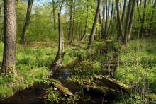 Woda w lesie - Światowy Dzień Mokradeł 2023