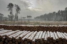 Określeno kryteria kwalifikacyjne odbiorców surowca drzewnego na 2024 rok oraz zasady obsługi zabezpieczeń należności z tytułu sprzedaży drewna w RDLP w Szczecinie