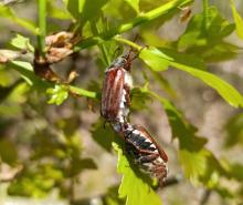 Zabiegi ograniczania liczebności populacji owadów liściożernych